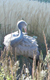 Blue Crane