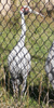 Brolga