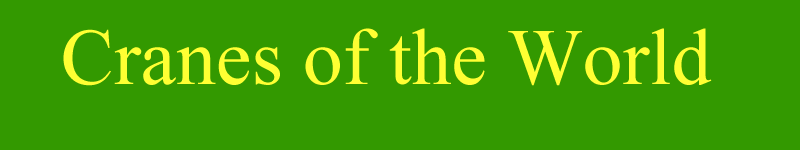 banner for crane website