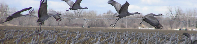 many sandhill cranes