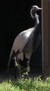 Demoiselle Crane