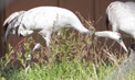 Eurasian Crane