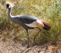 Grey Crowned Crane