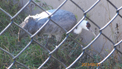 Hooded Crane