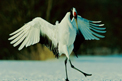 Red Crowned crane