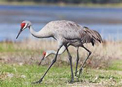 Sandhill Crane