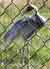 White Naped Crane