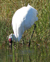 Whooping Crane