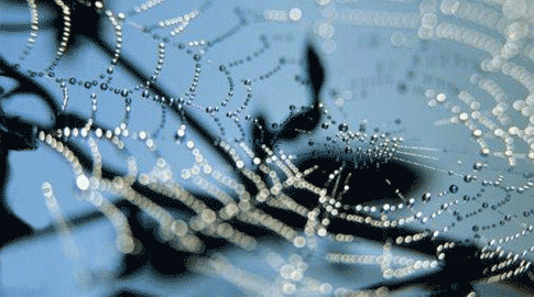 spider web