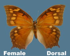 Anaea aidea - female