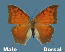 Anaea aidea - male