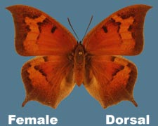 Anaea andria - female