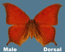 Anaea andria - male