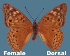 Asterocampa celtis celtis - female