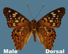Asterocampa celtis celtis - male