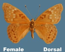 Asterocampa clyton clyton - female