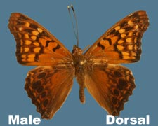 Asterocampa clyton clyton - male