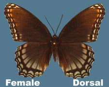 Basilarchia arthemis astyanax - female