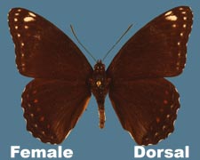 Basilarchia arthemis astyanax - female - hybrid