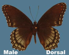 Basilarchia arthemis astyanax - male