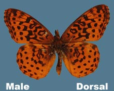 Boloria bellona