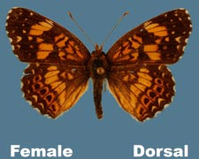 Charidryas gorgone carlota - female