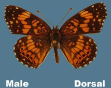 Charidryas gorgone carlota - male