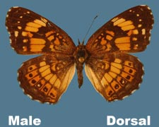 Charidryas nycteis