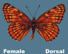 Chlosyne fulvia - female