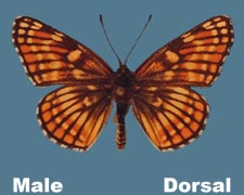 Chlosyne fulvia - male