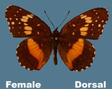 Chlosyne lacinia - female