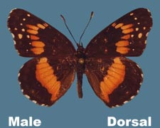 Chlosyne lacinia - male
