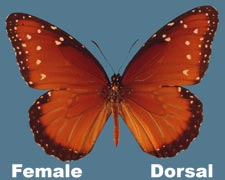 Danaus gillipus - female
