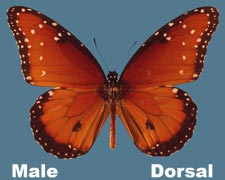 Danaus gillipus - male