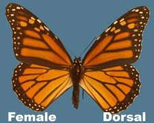 Danaus plexippus - female