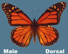 Danaus plexippus - male