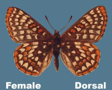 Euphydryas anicia bernadetta - female