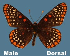 Euphydryas phaton