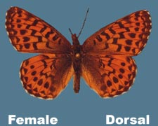 Clossiana chariclea - female
