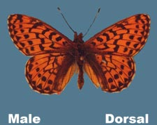 Clossiana chariclea - male