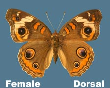 Juonia coenia female