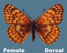 Polydryas arachne - female