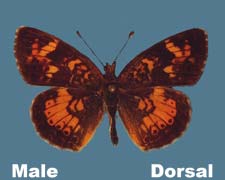 Phyciodes batesii - male