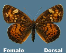 Phyciodes cocyta - female