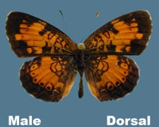 Phyciodes cocyta - male