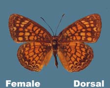 Phyciodes graphica - female