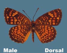 Phyciodes graphica - male