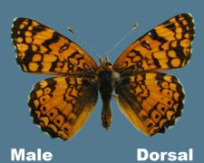 Phyciodes mylitta - male