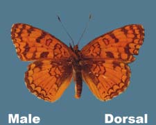 Phyciodes pallida barnesi - male