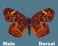 Phyciodes phaon - male